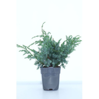 Juniperus Chin. "Blue Alps"