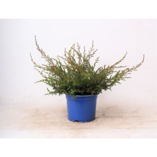 Juniperus Com. "Repanda"