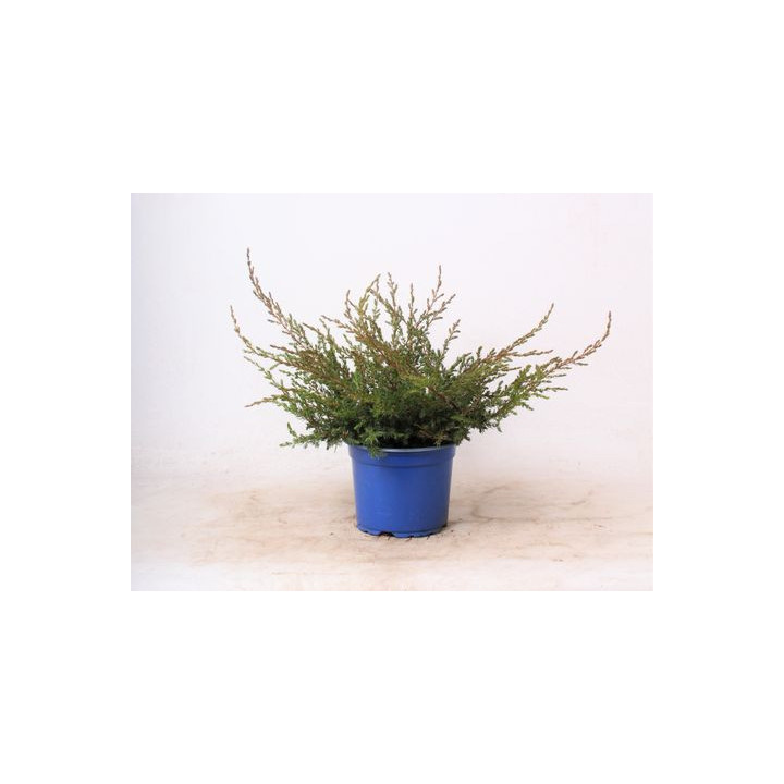 Juniperus Com. "Repanda"