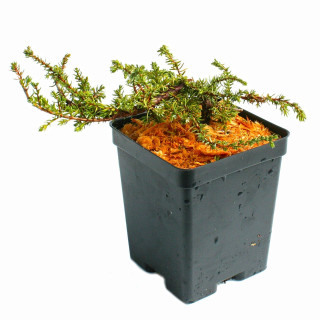 Juniperus Com. "Green Carpet"