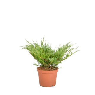 Juniperus Hor. "Andorra Compacta"