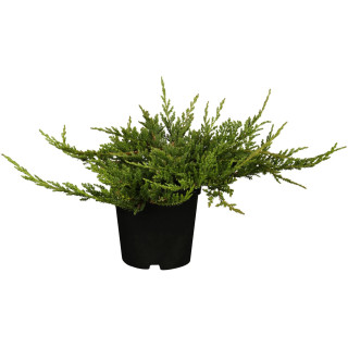 Juniperus Hor. "Prince of wales"