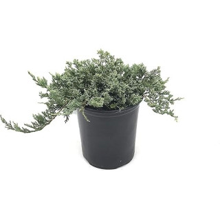 Juniperus Hor. "Wiltonii"