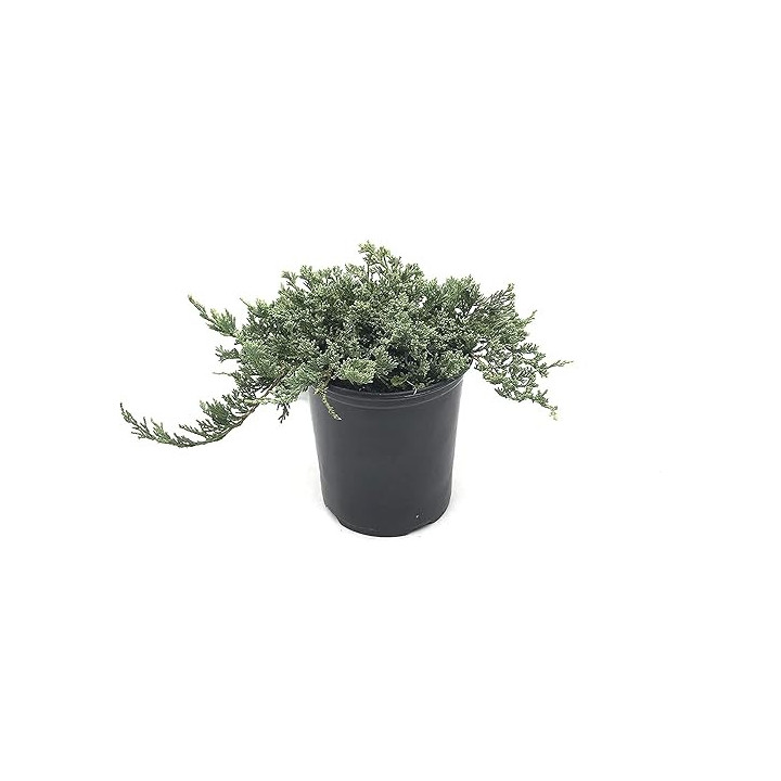 Juniperus Hor. "Wiltonii"