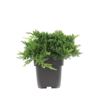Juniperus Procumbens nana