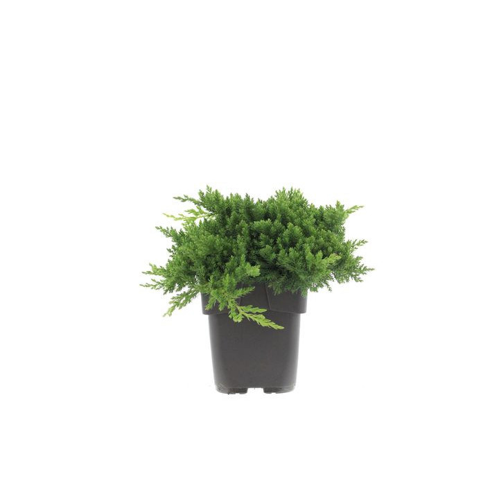 Juniperus Procumbens nana