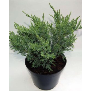 Juniperus Sab. "Tamariscifolia"