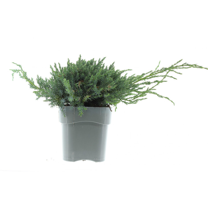 Juniperus Sq. "Blue Carpet"