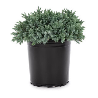 Juniperus Sq. "Blue Star"