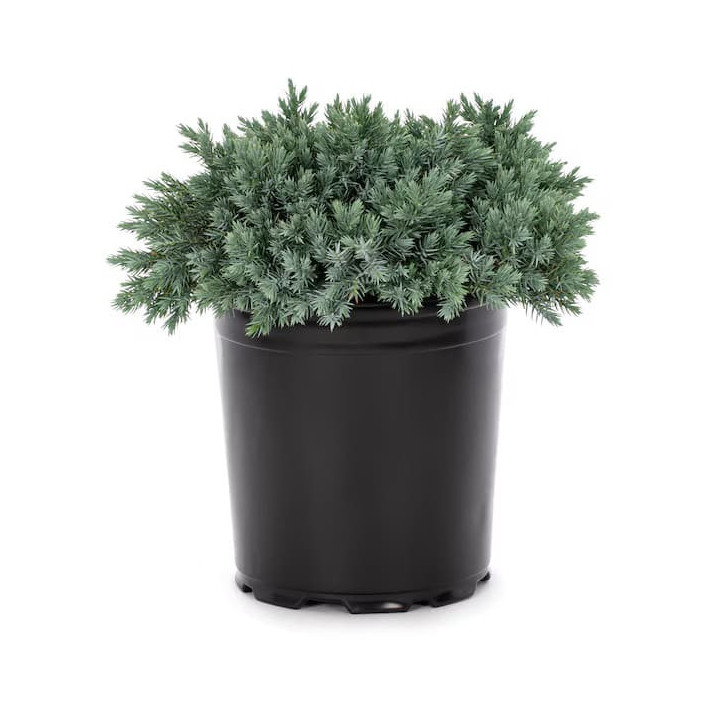 Juniperus Sq. "Blue Star"