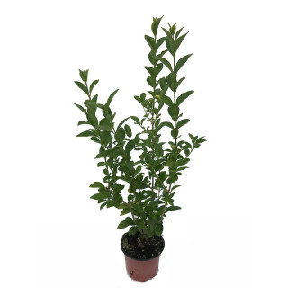 Ligustrum Ovalifolium