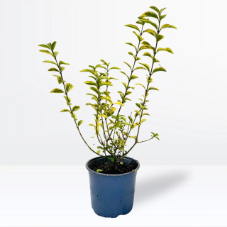 Ligustrum Ovalifolium aureum