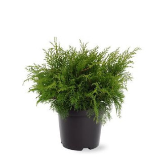 Microbiota deccusata