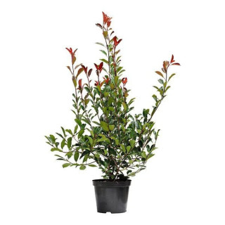 Photinia "Red Robin"