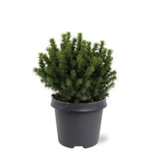 Picea Glauca “Alberta Globe”