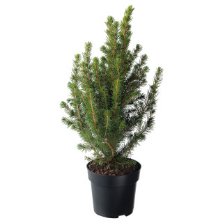 Picea Glauca "Conica"