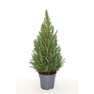 Picea Glauca "December" ®