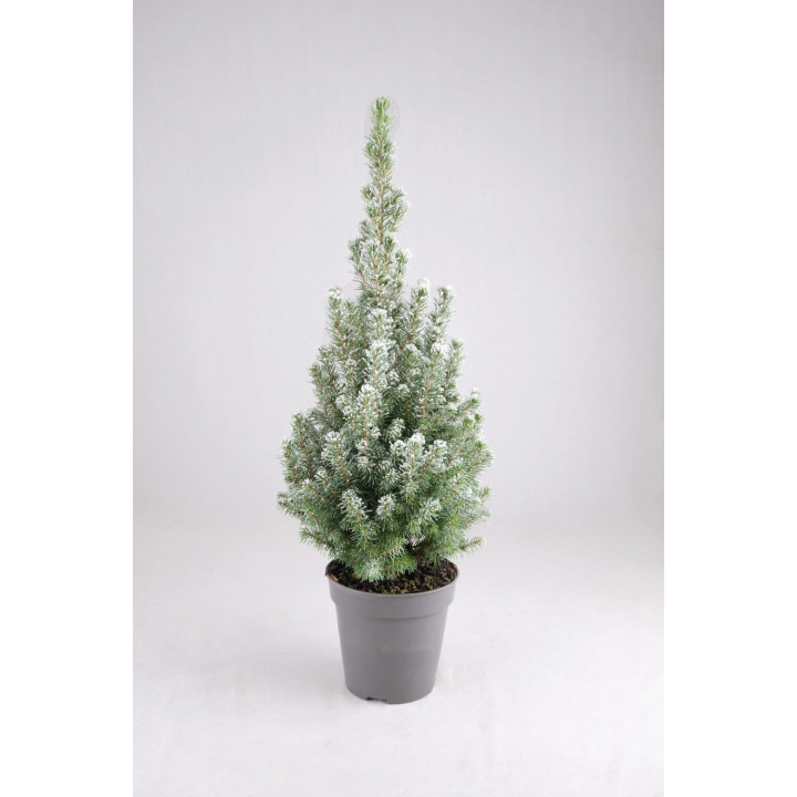 Picea Glauca "Perfecta" ®