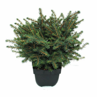 Picea Omorika "Karel"