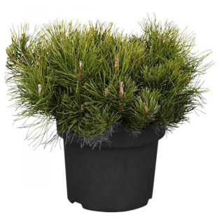 Pinus Mugo "Mughus"