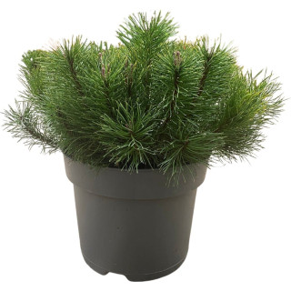 Pinus Mugo "Pumilio"
