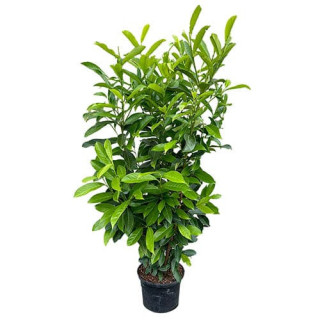 Prunus Laur. "Caucasica"