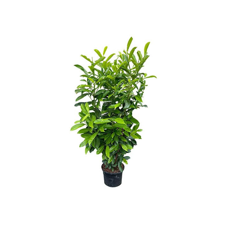 Prunus Laur. "Caucasica"