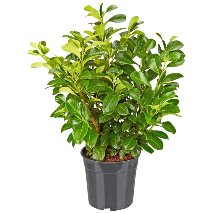 Prunus Laur. "Etna(r)"