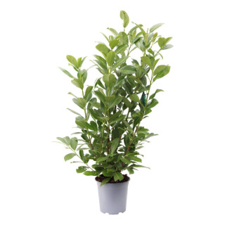 Prunus laur. "Rotundifolia"
