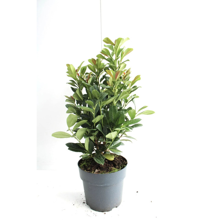 Prunus laur. "Bonaparte (r)"