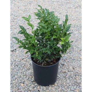 Sarcococca Confusa