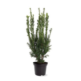 Taxus Hilli