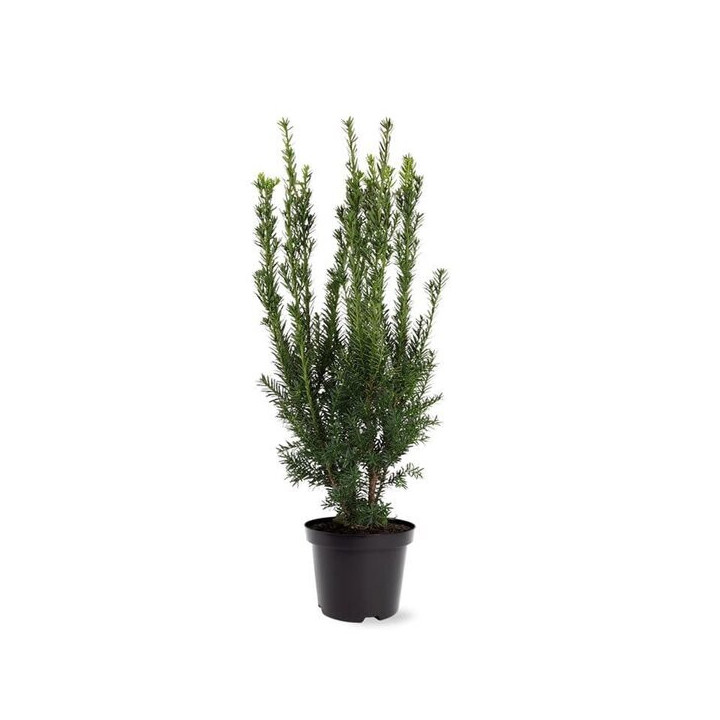 Taxus Hilli