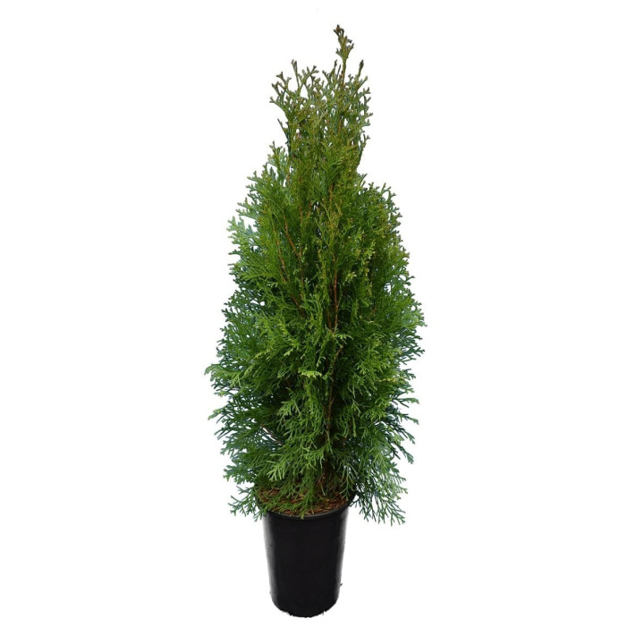 Thuja Occ  "Brabant"