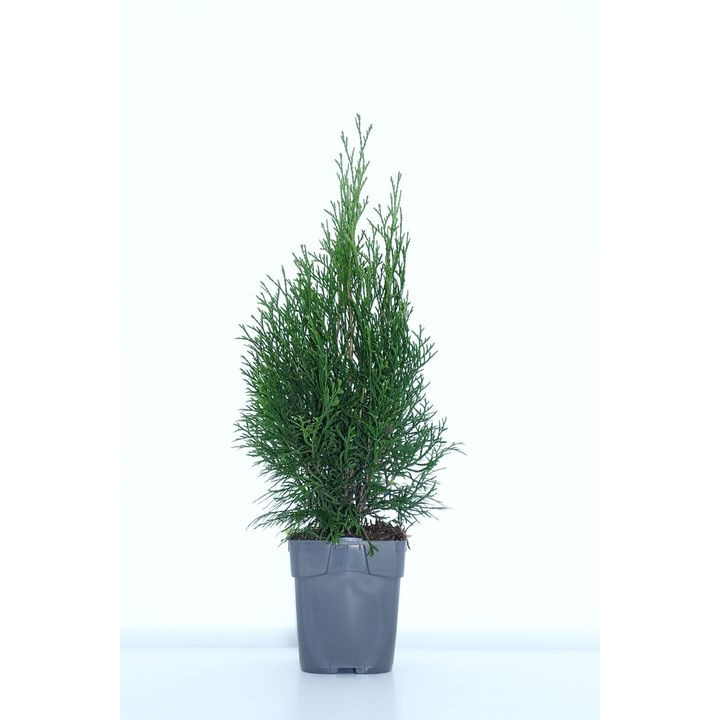 Thuja Occ "Smaragd"