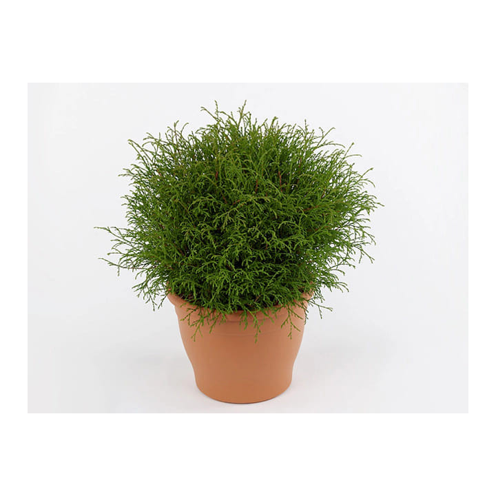 Thuja Occ. "Bowling ball"