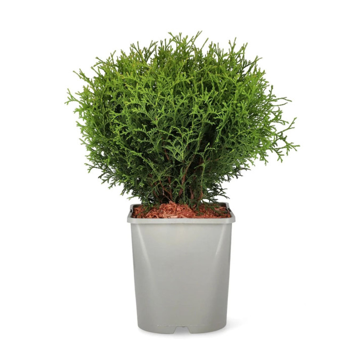 Thuja Occ. "Tiny Tim"