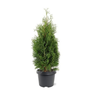 Thuja Occ. "Holmstrup"