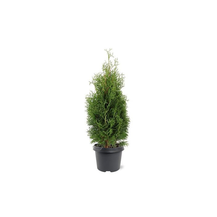 Thuja Occ. "Holmstrup"