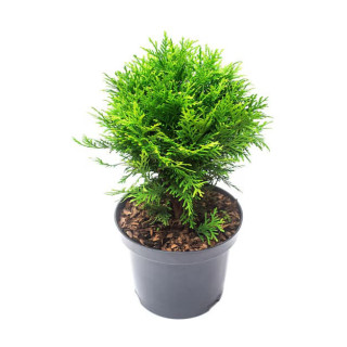Thuja Occ. "Danica"