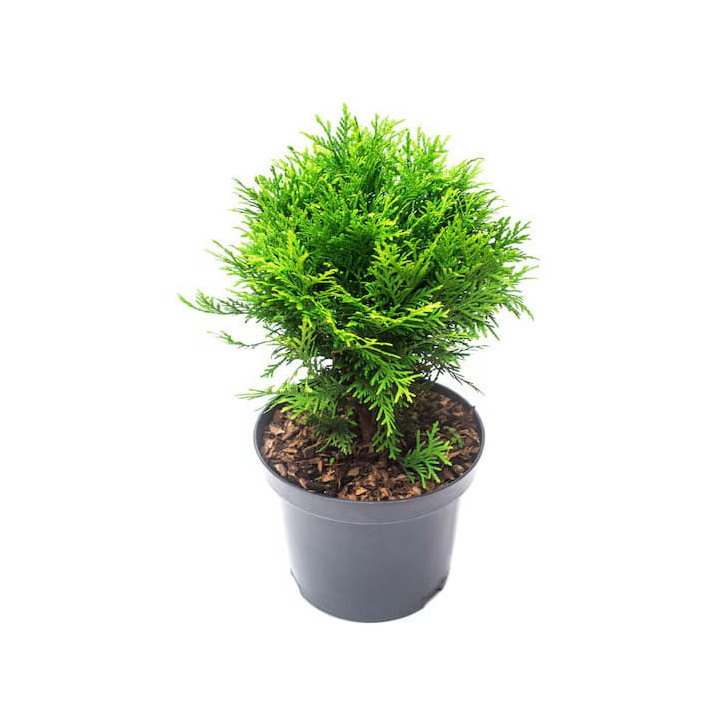 Thuja Occ. "Danica"