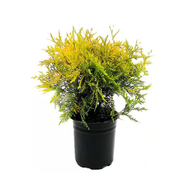 Thuja Occ. "Golden Globe"