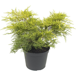 Juniperus Med. "Old Gold"