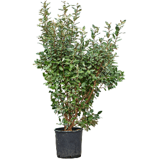 Elaeagnus Ebbingei compacta