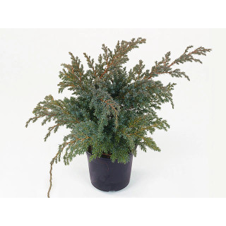 Juniperus Sq. "Blue Swede"