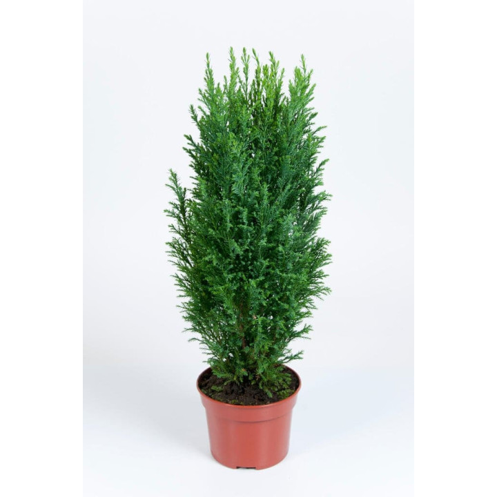 Chamaecyparis Lawsoniana "Ellwoodii"