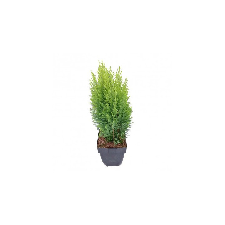 Chamaecyparis Lawsoniana "Empire"