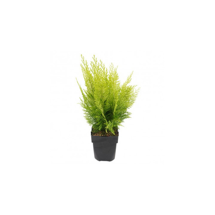 Chamaecyparis Lawsoniana "Ivonne"