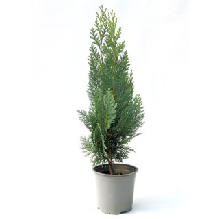 Chamaecyparis Lawsoniana "Columnaris"
