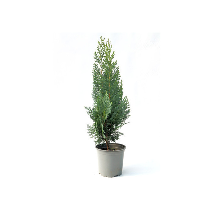 Chamaecyparis Lawsoniana "Columnaris"